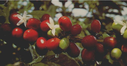 Cafe de Colombia
